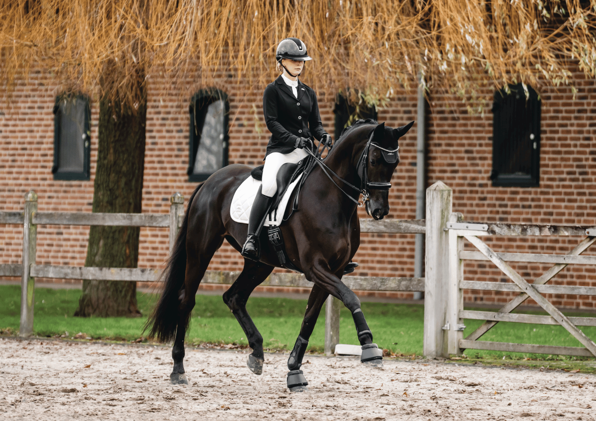 Show Season by Alessndro Albanese