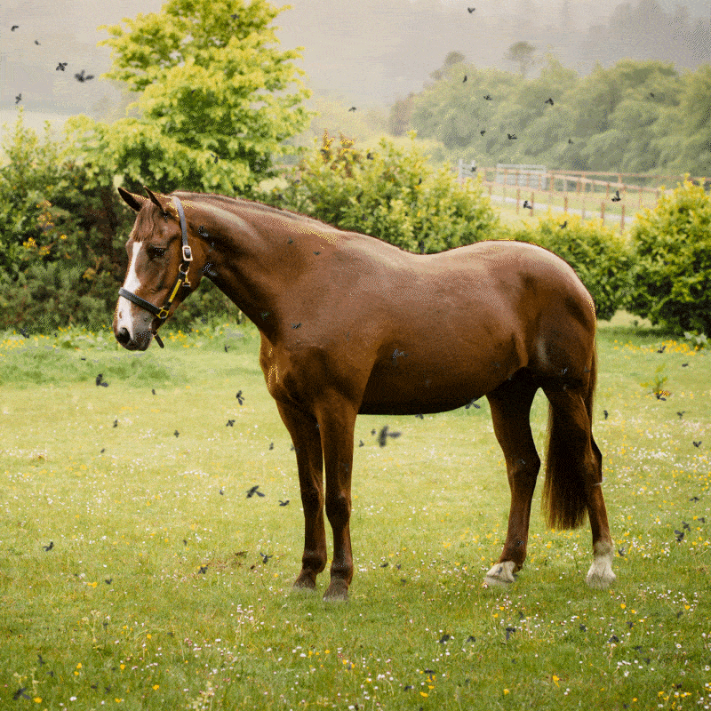 HORSEWARE Fly Protection
