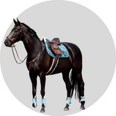 Shop for Deal on Horse Tack