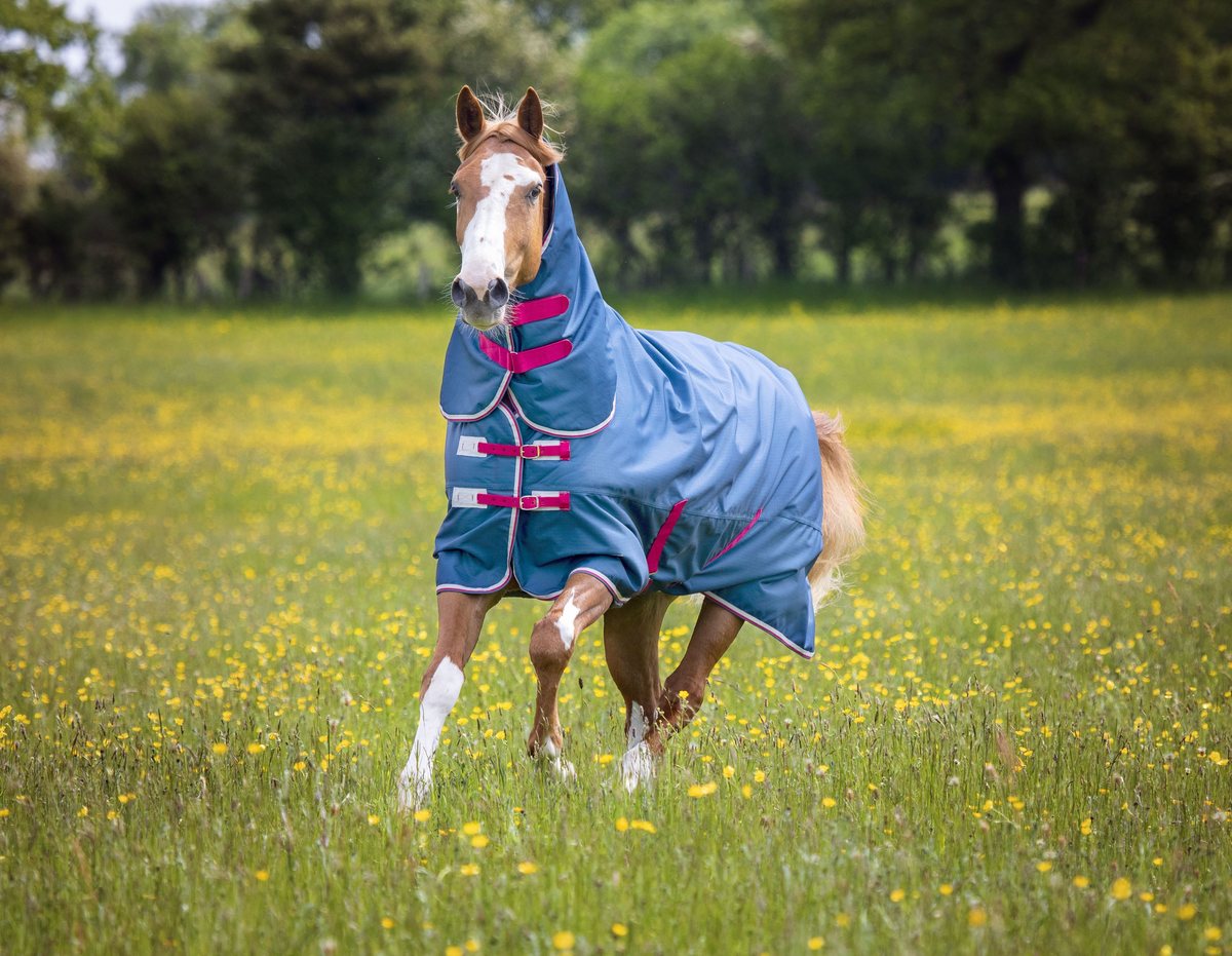 A horse in a teal Shires turnout in a field of yellow flowers