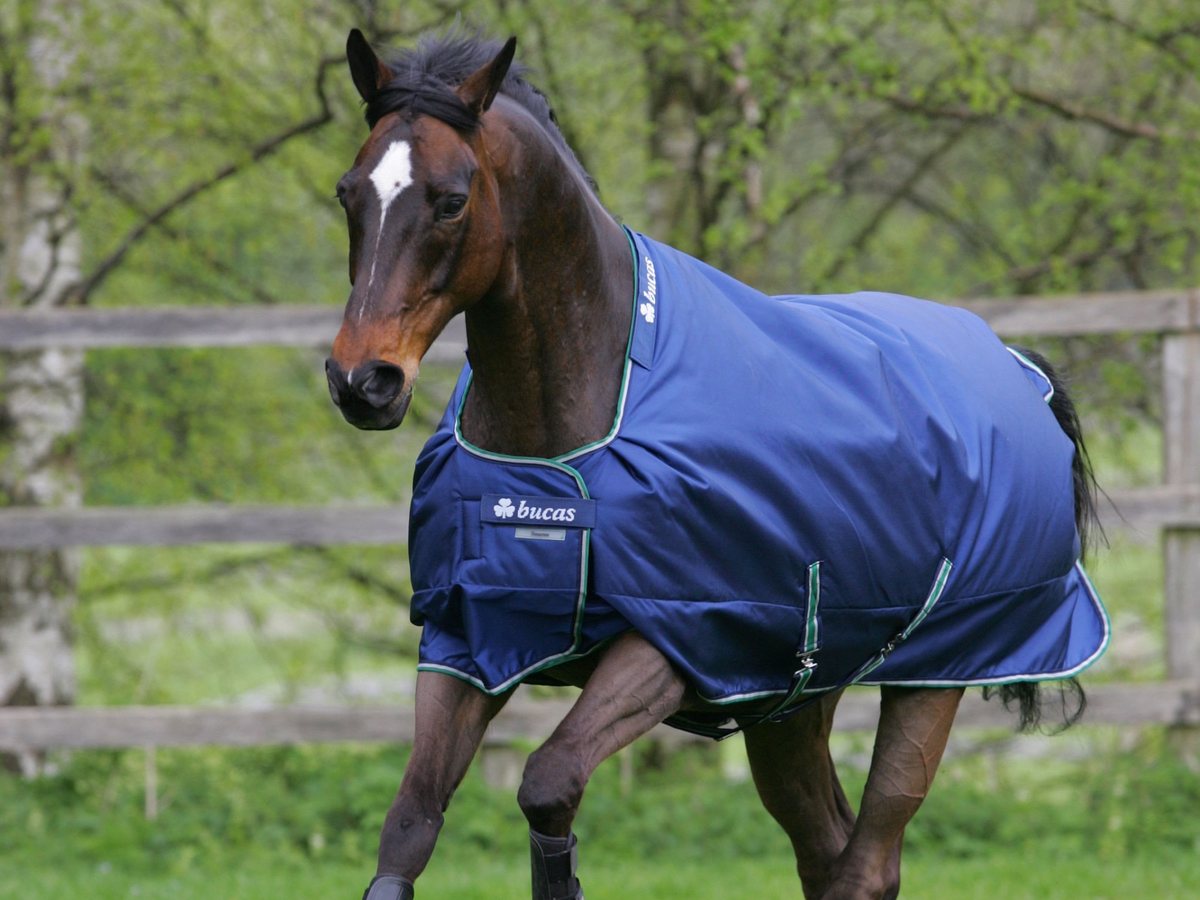 A close-up of a navy Bucas quilt blanket on a horse