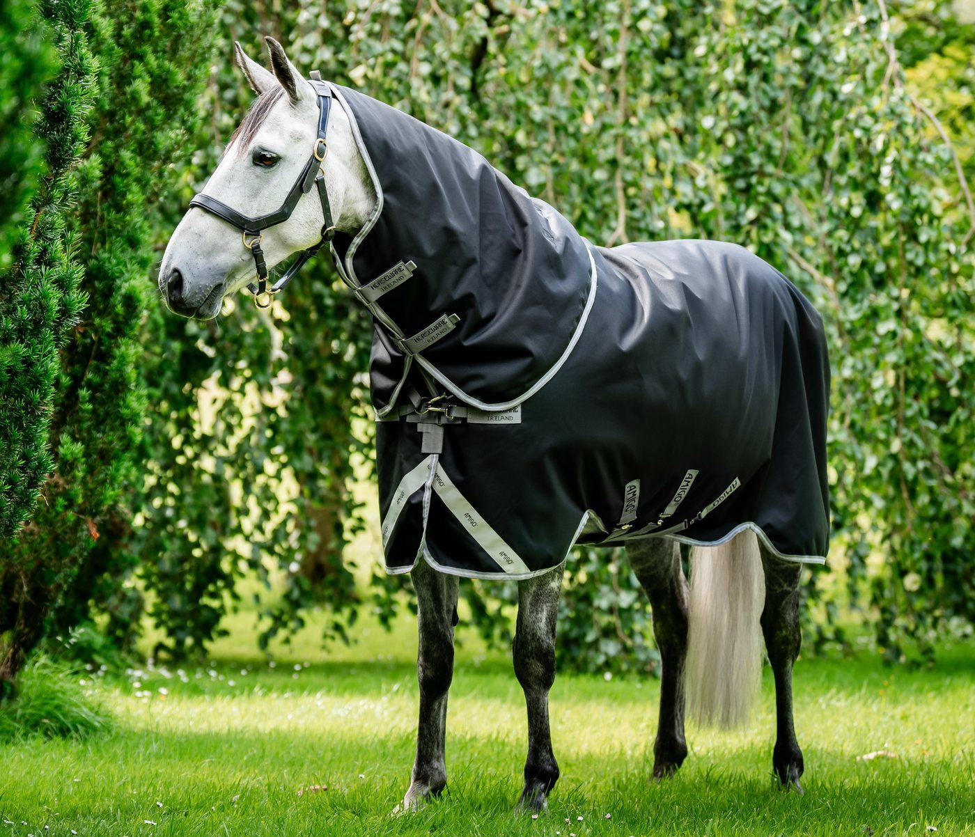 A gray horse in a black Amigo Bravo 12 Plus turnout standing in the woods