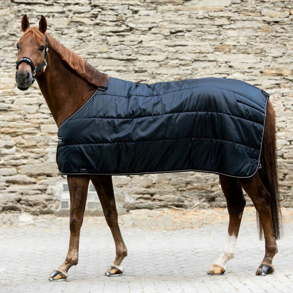 A chestnut horse in a navy Back on Track stable blanket