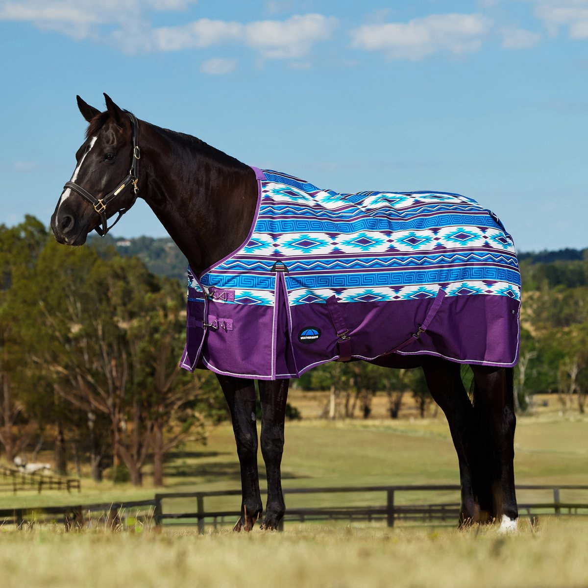 A horse in a purple-print Weatherbeeta Comfitec turnout in a paddock