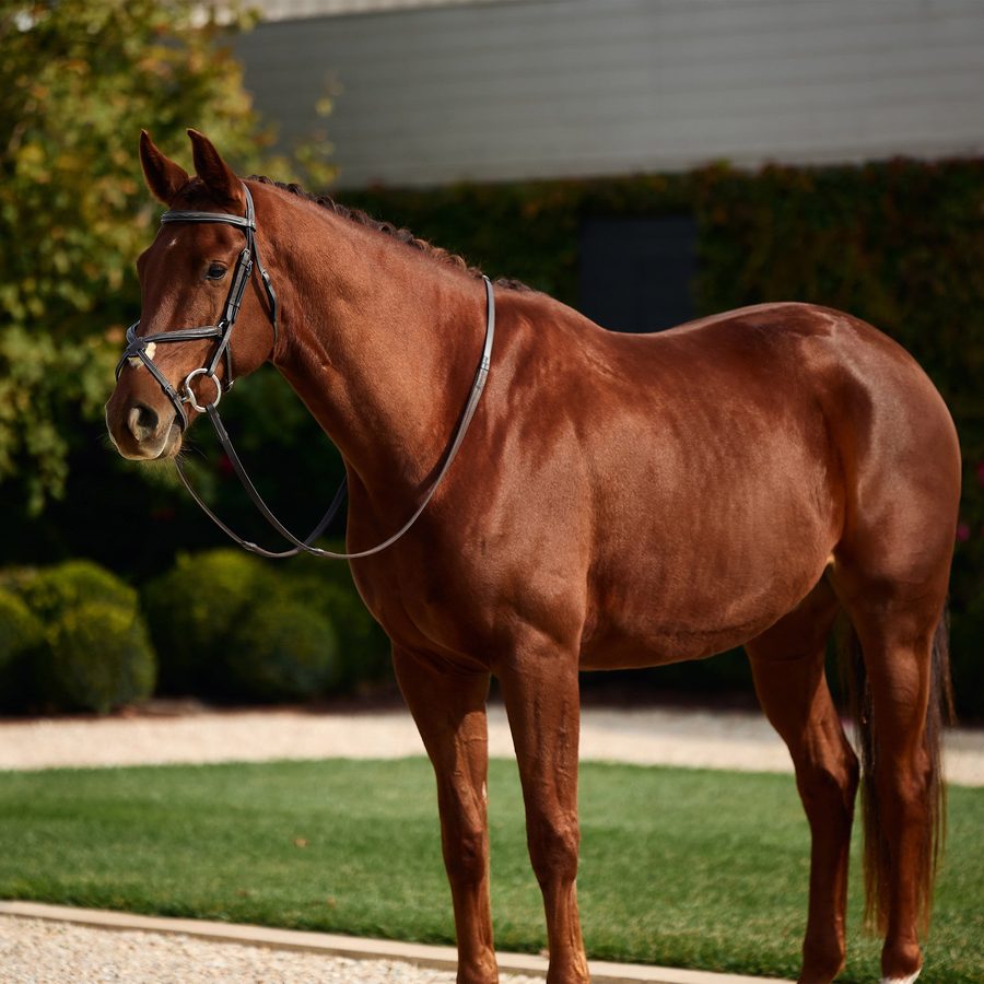 A chestnut horse in a brown Dublin padded mono crown grackle bridle standing on the lawn
