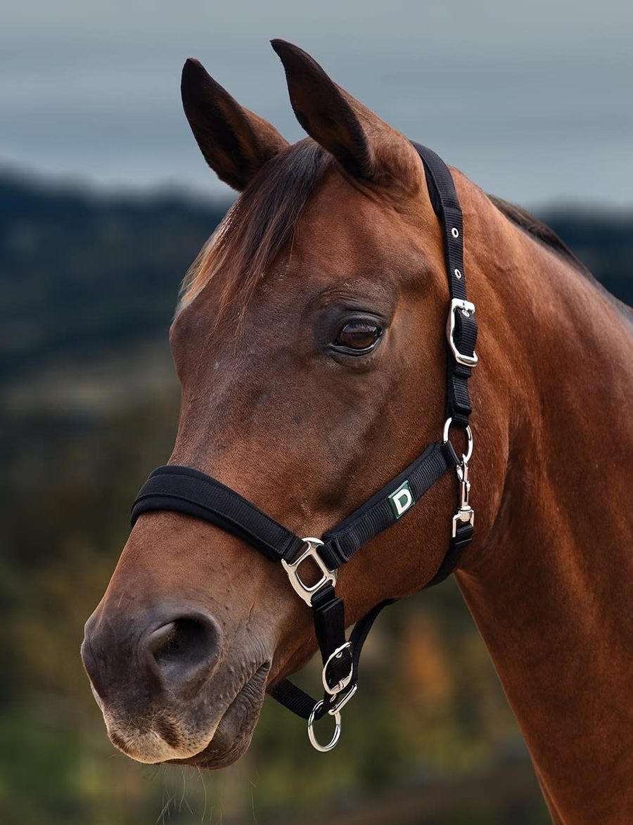 A bay horse in a black Dublin Neo Comfort breakaway headcollar