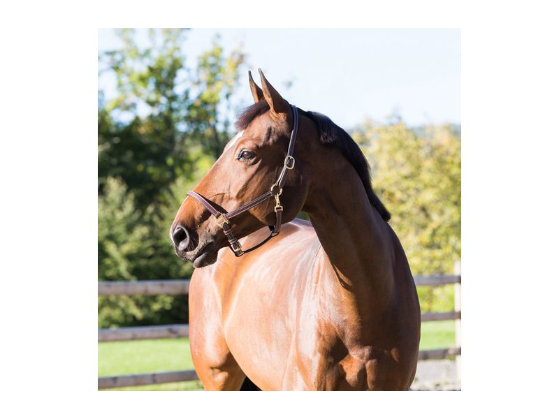 Horze Fremont Leather Halter