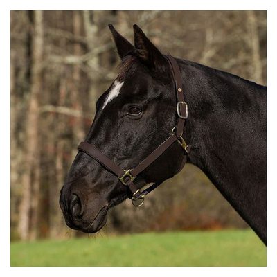 Henri de Rivel Pro Fancy Padded Rolled Throat Triple Stitched Halter - Australian Nut