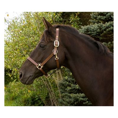 Henri de Rivel Advantage Leather Halter - Australian Nut