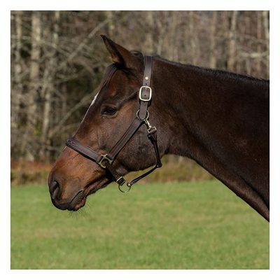 Henri de Rivel Pro Fancy Padded Rolled Throat Triple Stitched Halter - Havana