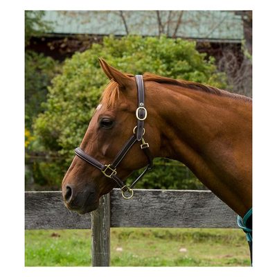 Henri de Rivel Kushy Plain Raised Halter w/Flat Cheek Pieces - Havana