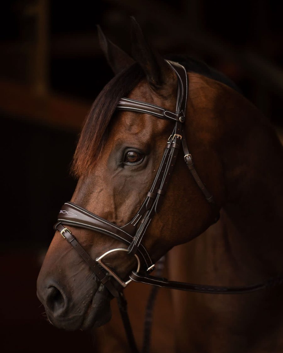 A bay horse in the Henri de Rivel Jamaika Pro Anatomical fancy raised bridle with a wide flash noseband