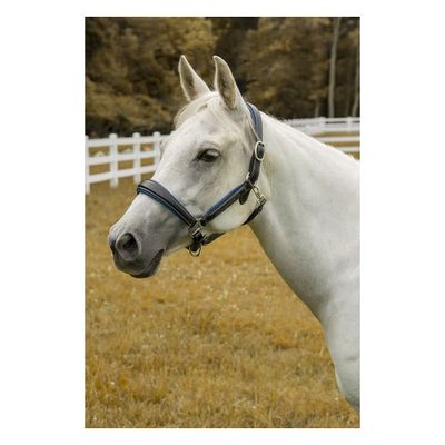 Henri de Rivel Cahill Padded Halter - Black/Blue