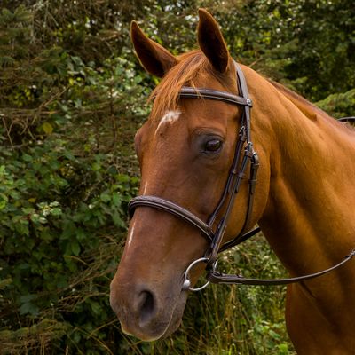 Henri de Rivel Pro Mono Crown Fancy Stitched Padded Bridle - Havana