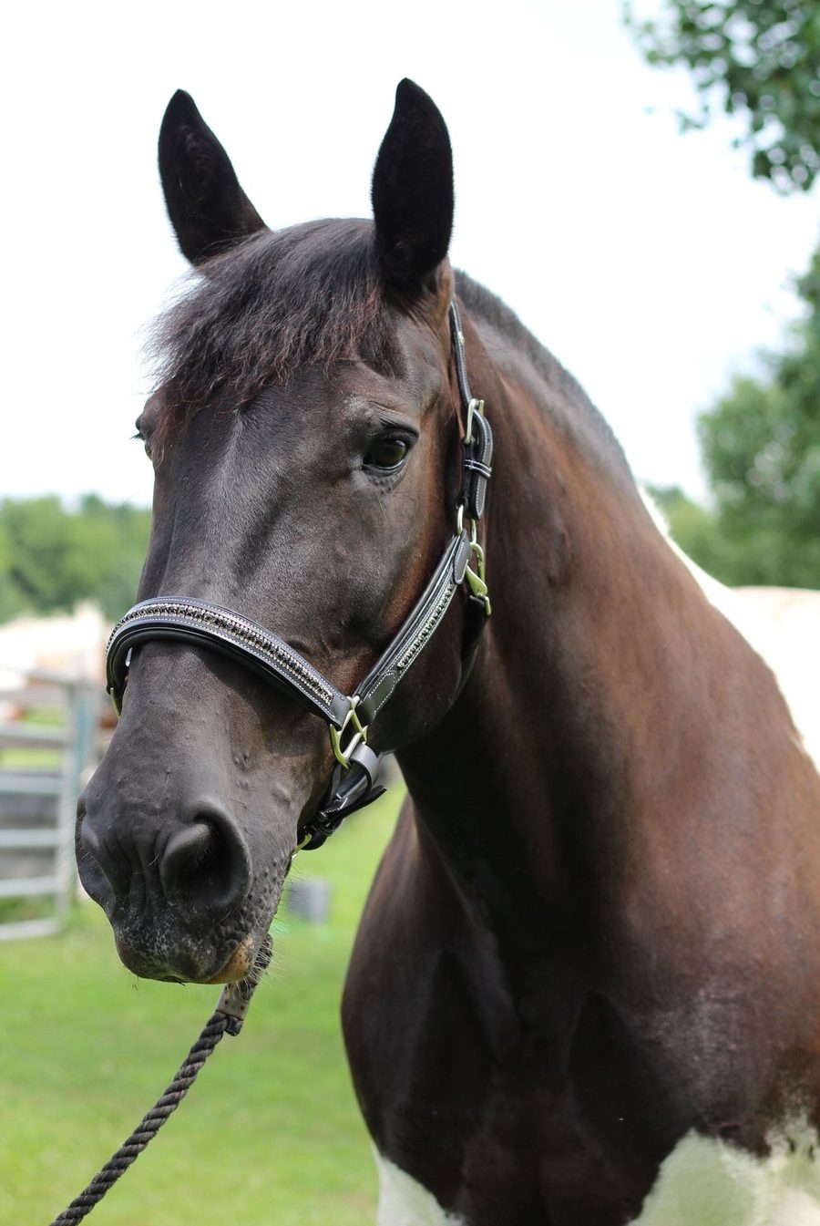 A black horse in a Henri de Rivel padded jewel halter with crystals on the noseband