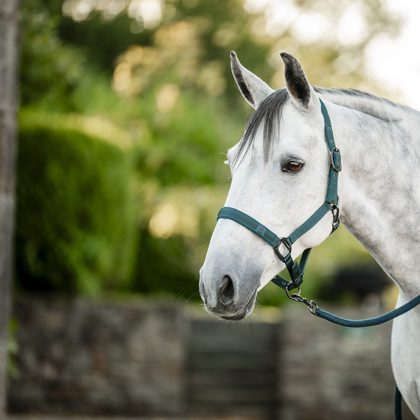 Amigo Headcollar & Leadrope - Dynasty Green