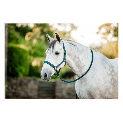 Amigo Headcollar & Leadrope - Dynasty Green