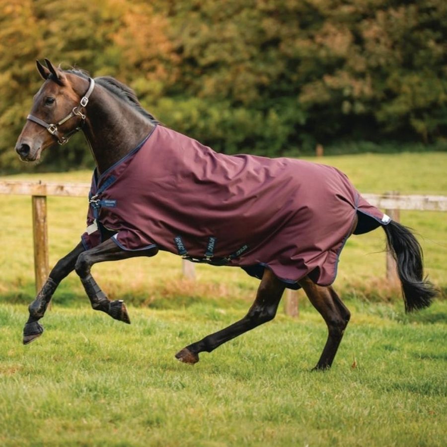 A dark bay horse cantering across a paddock in a burgundy Amigo 1200D turnout