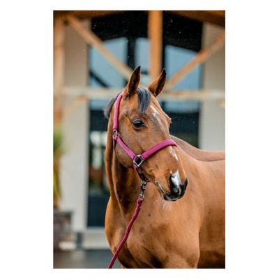 Amigo Headcollar & Leadrope Set - Mulberry