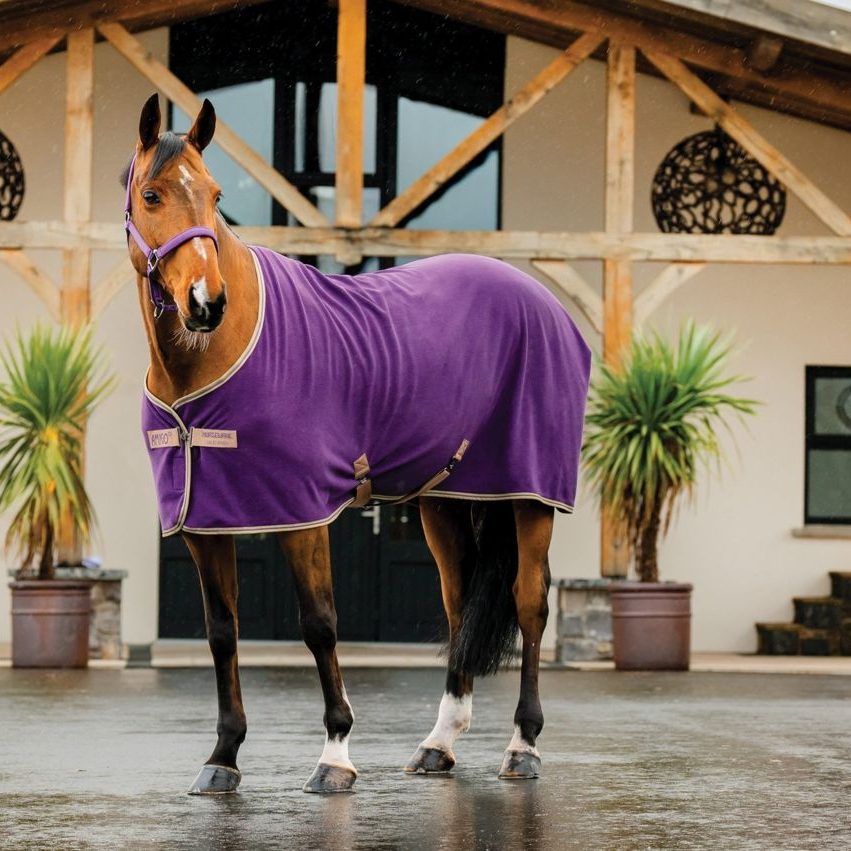 A bay horse in a purple Amigo fleece cooler standing on a wet yard in front of a barn