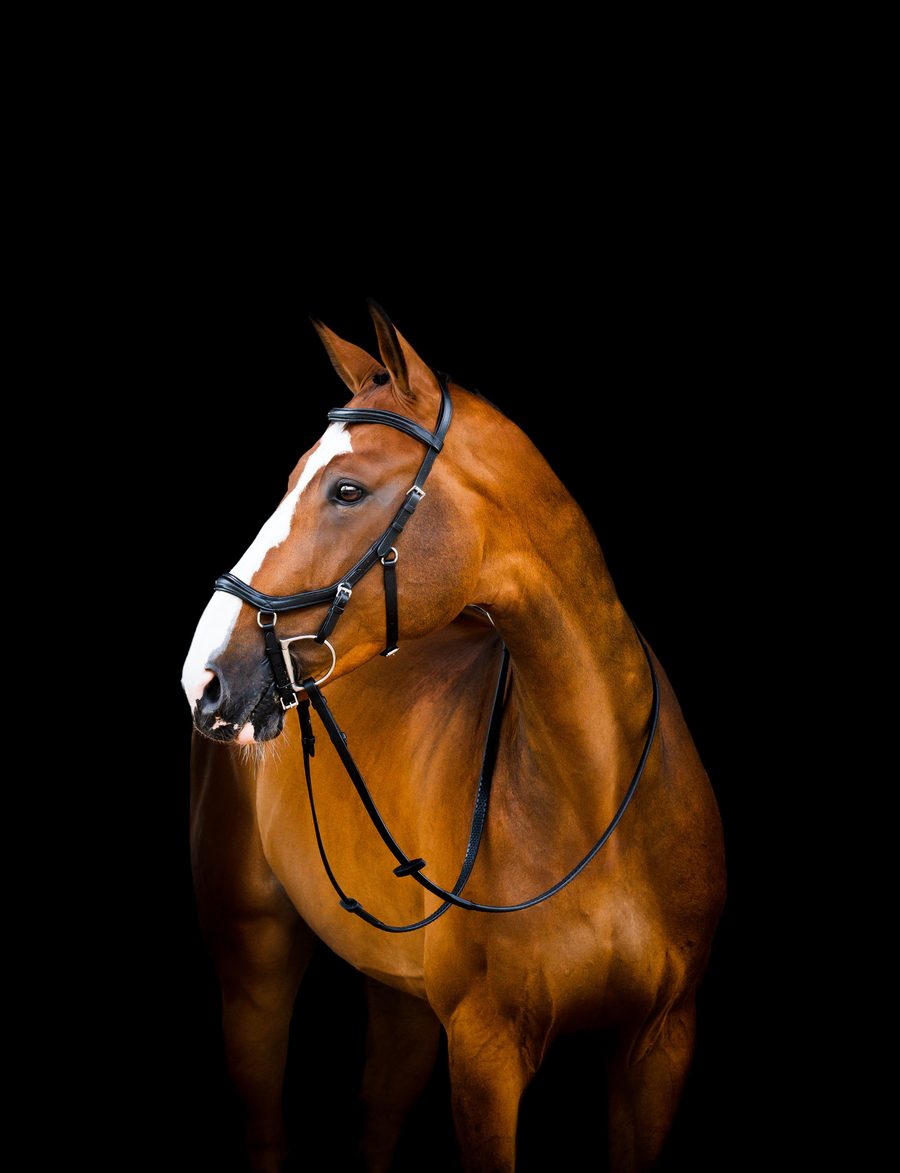 A chestnut horse in a black Rambo Micklem 2 Deluxe Competition Bridle against a black background
