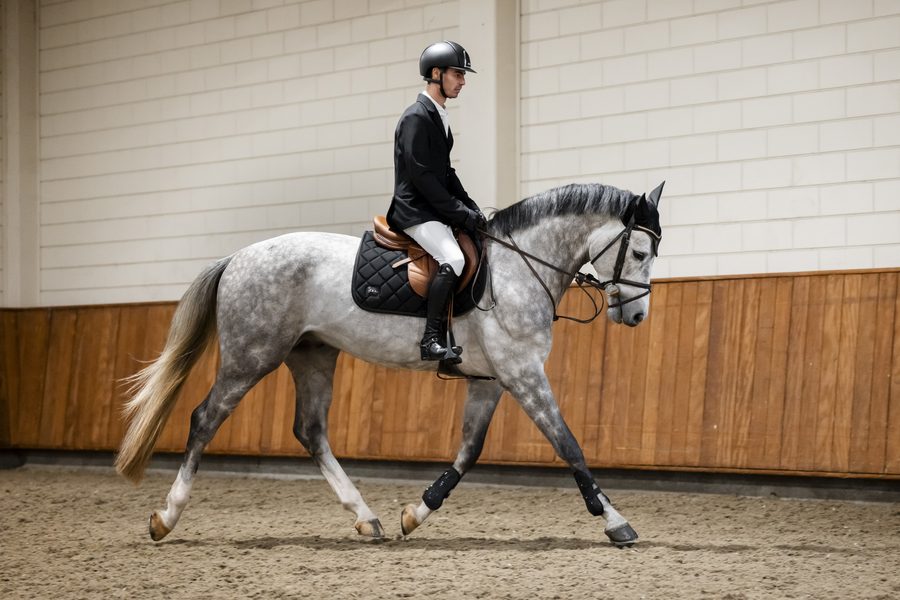 A rider in a black show coat trotting a dapple gray horse in a black Alessandro Albanese Performance saddle pad in an indoor arena