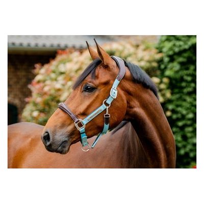 Horseware Signature Competition Halter - Brown/Blue Haze