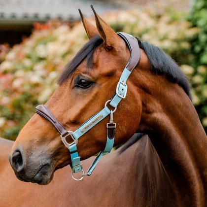 Horseware Signature Competition Halter - Brown/Blue Haze
