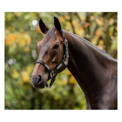 Horseware Field Safe Halter - Black/Reflective/Black