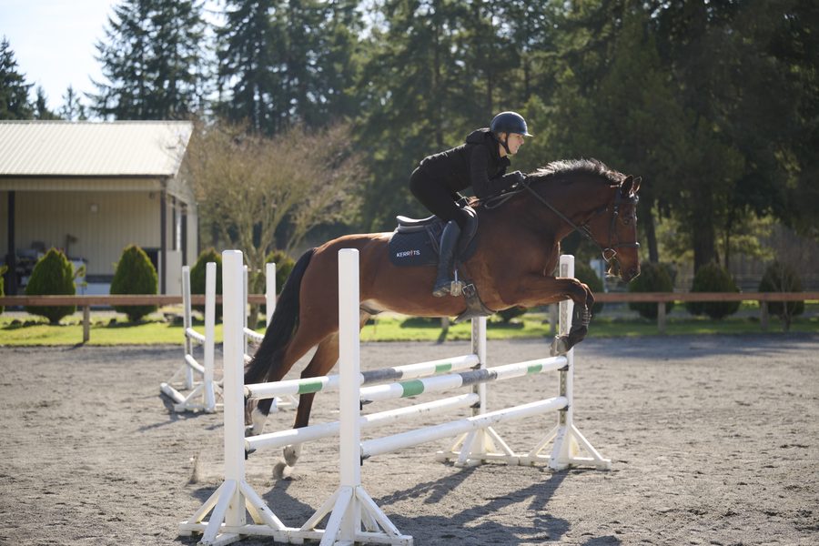A rider in a Kerrits All Trek quilted jacket jumping her bay horse over a fence