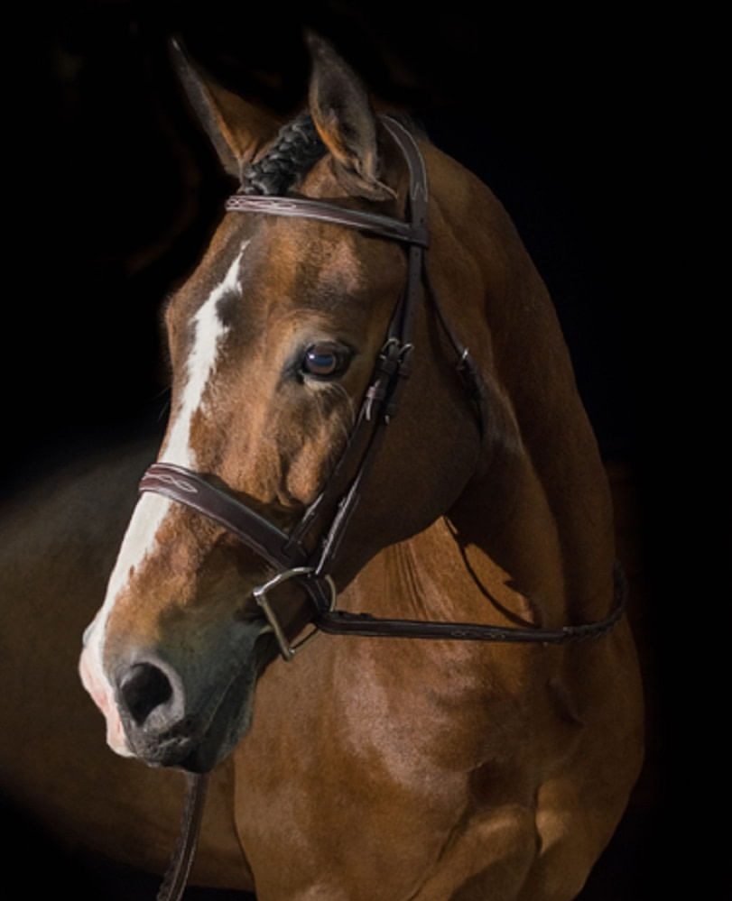 A bay horse in a Pessoa PRO fancy stitched wide noseband bridle against a black background