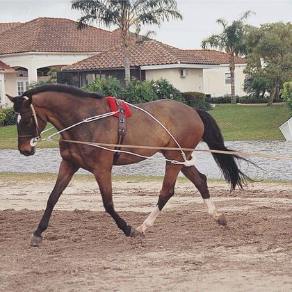 Pessoa Lunging System - Natural