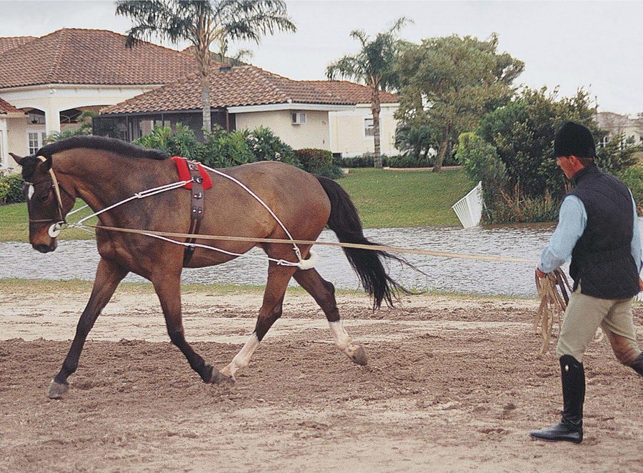 A trainer lunging a bay horse in the Pessoa Lunging System in an outdoor arena