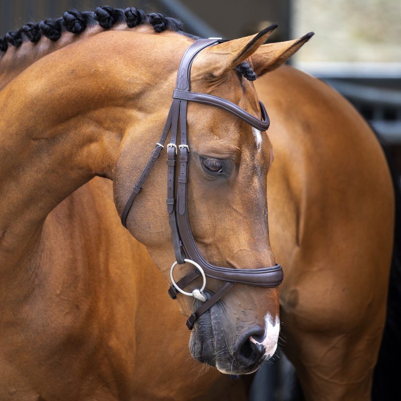 Horse wearing a Shires Velociti Lusso Ergonomic Curved Flash Bridle in Havana