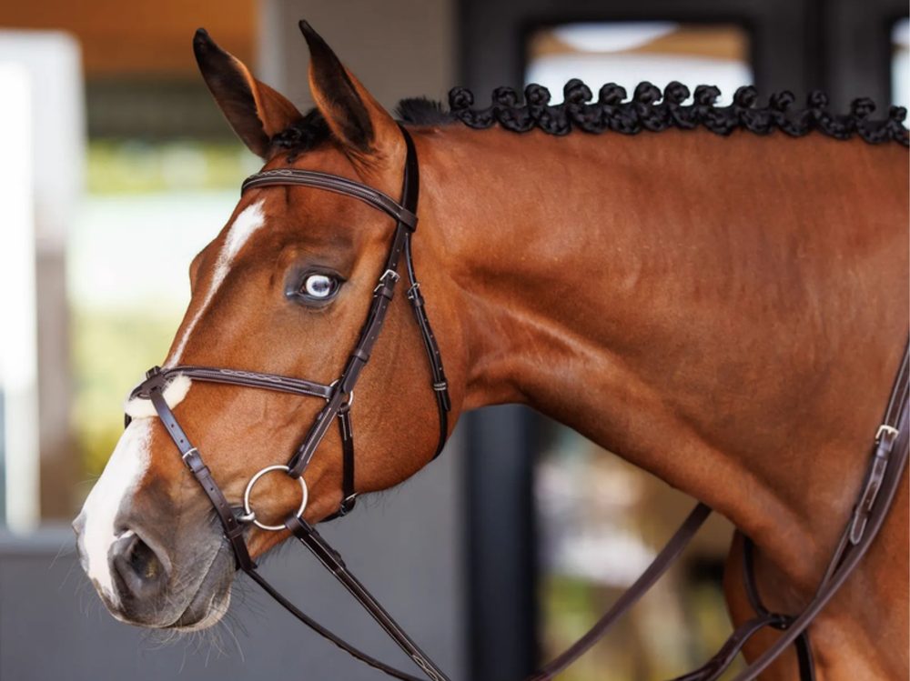 A chestnut horse with a plaited mane in a brown Shires Velociti bridle