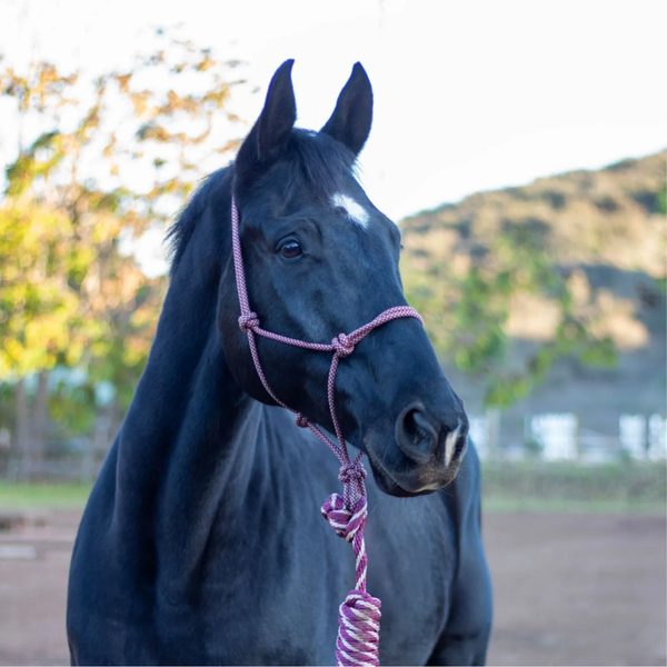 A dark horse in a Shires halter with a matching lead rope
