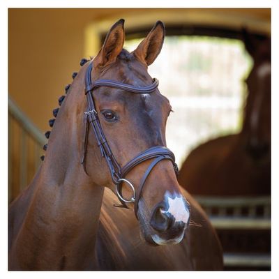 Shires Velociti Rapida Padded Raised Flash Bridle - Havana