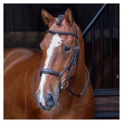 Shires Velociti Rapida Rolled Padded Cavesson Bridle - Havana