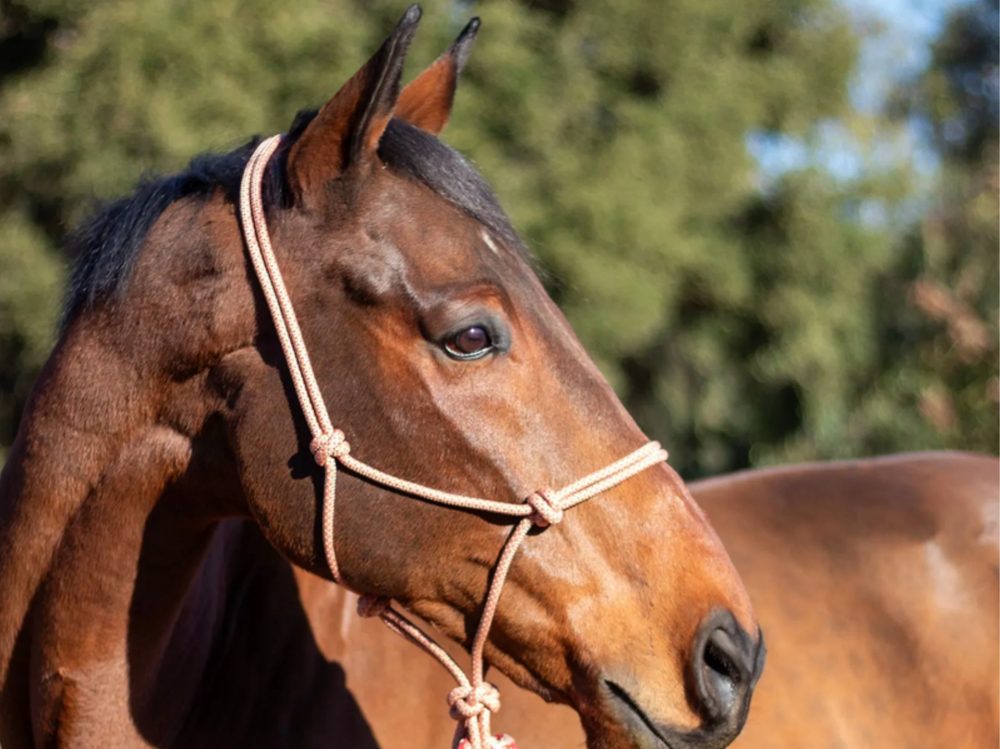 A bay horse in a rope halter in front of trees