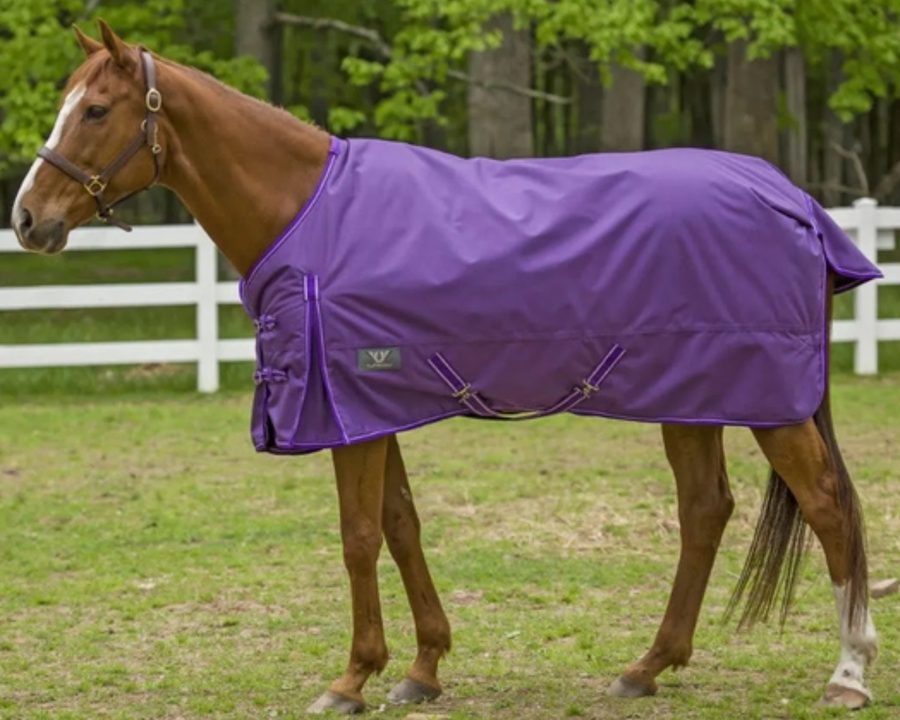 A chestnut horse in a purple TuffRider turnout sheet in a paddock