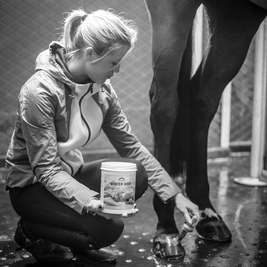 A rider kneeling to apply Veredus hoof care to her horse's hoof