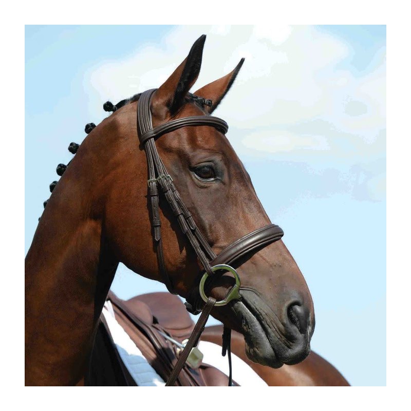 Collegiate padded raised cavesson bridle