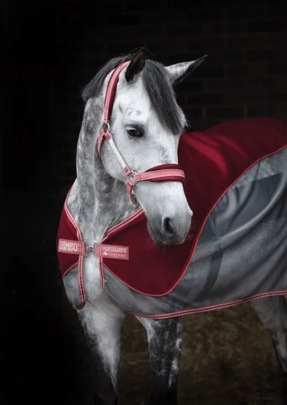 Halters & Leads
