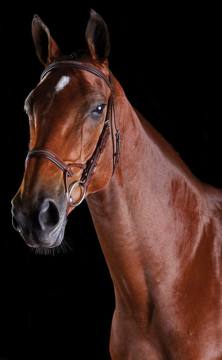 OVERSTOCK: Collegiate Comfitec Fancy Stitch Bridle - Large Horse - Brown