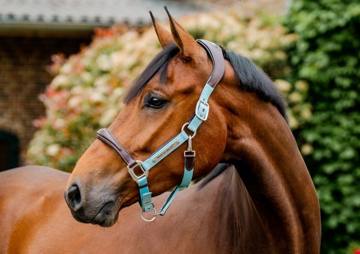 Horseware Signature Competition Halter - Brown/Blue Haze