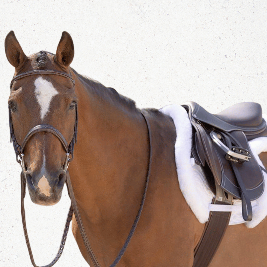 Horse Tack & Halters