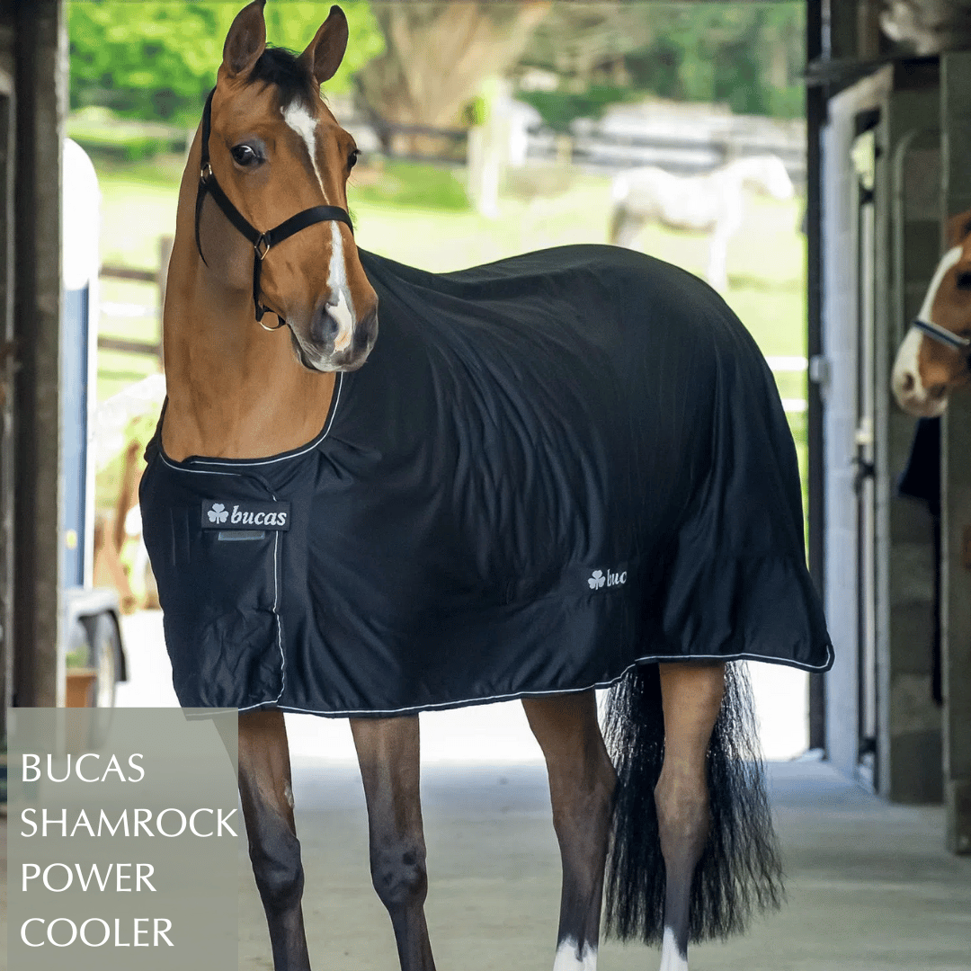 Shop for the Bucs Shamrock Power Cooler