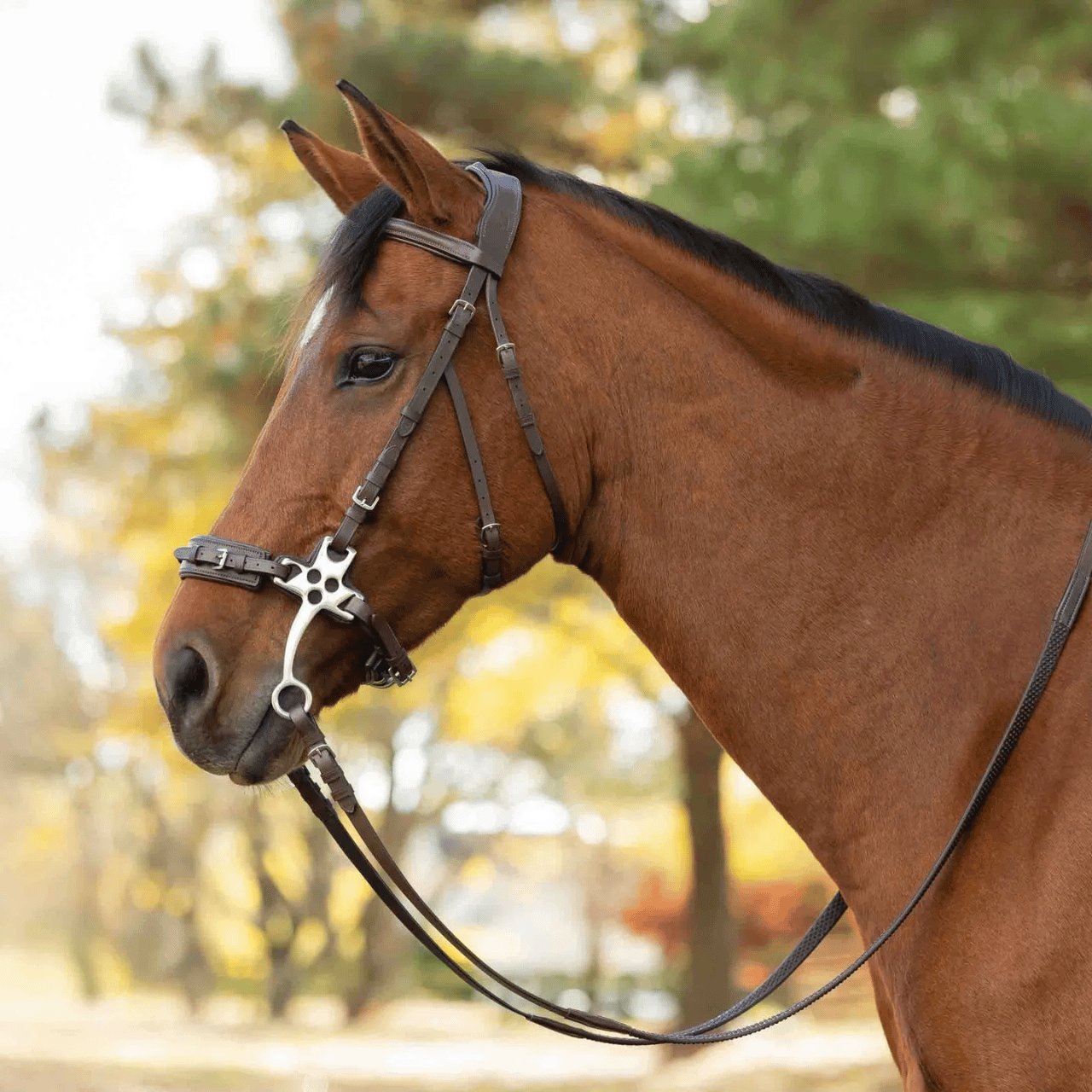 Bridles & Reins