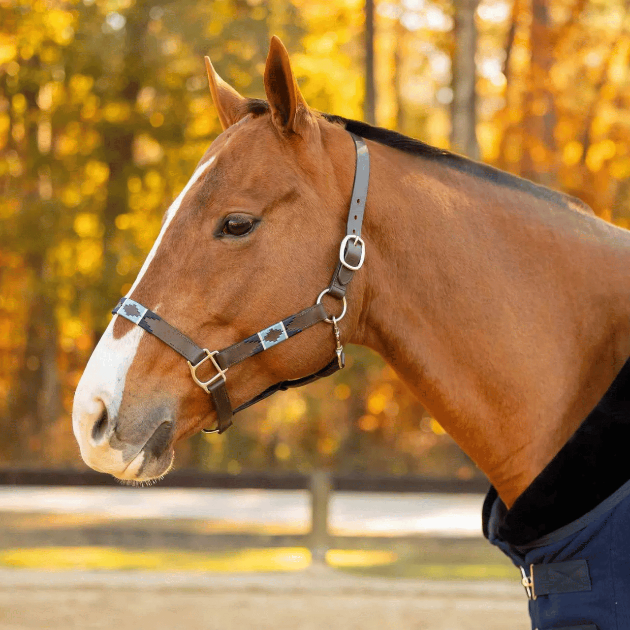 Halters & Leads