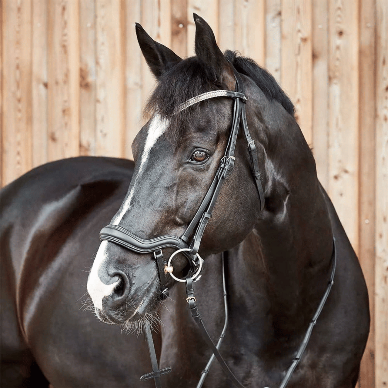 Bridles & Reins Bridles & Reins
